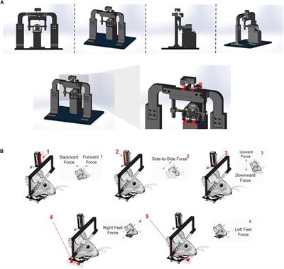 A Head-Fixation System for Continuous Monitoring of Force Generated During Behavior